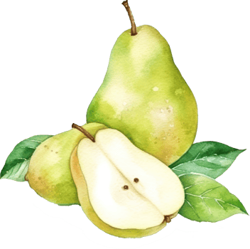 Pear Fruit Watercolor Illustration. png