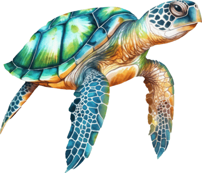Sea Turtle Watercolor Illustration. png