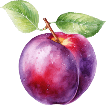 Plum fruit watercolor illustration. png