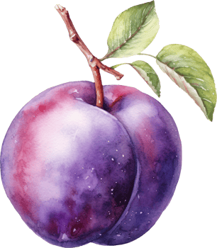 Plum fruit watercolor illustration. png