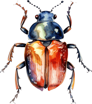 Beetle Watercolor Illustration. png