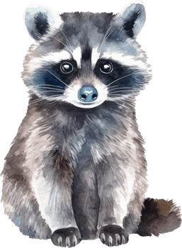 Raccoon Watercolor Illustration. png