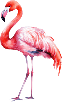 Flamingo bird watercolor illustration. png