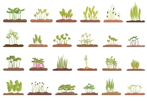 Growing microgreens icons set cartoon vector. Plant pea vector