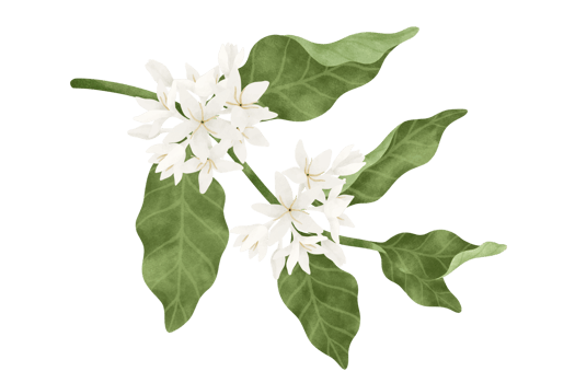 Coffee tree watercolor illustration. png