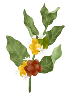 Coffee tree watercolor illustration. png