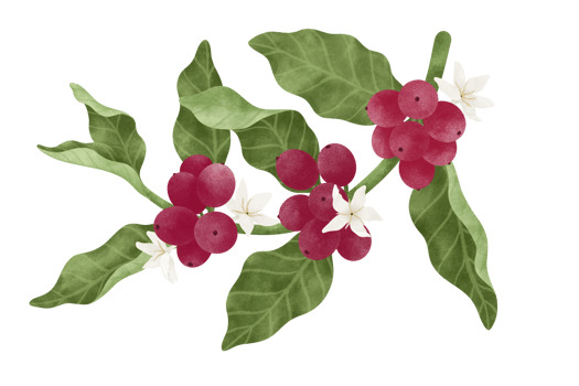Coffee tree watercolor illustration. png