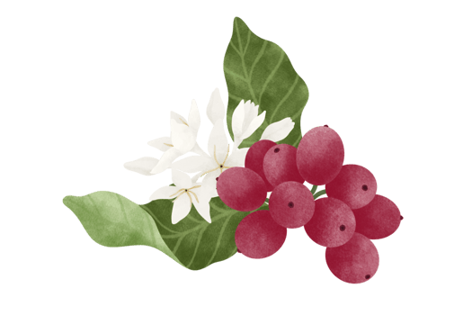 Coffee fruit and flower watercolor illustration. png