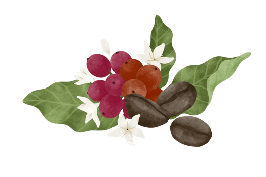 Coffee fruit and flower watercolor illustration. png
