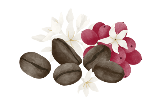 Coffee fruit and flower watercolor illustration. png