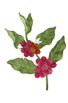 Coffee tree watercolor illustration. png