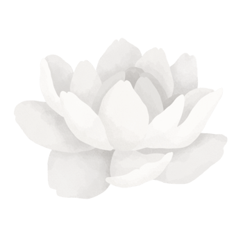 Jasmine flower watercolor illustration. png