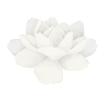 Jasmine flower watercolor illustration. png