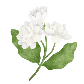 Jasmine flower watercolor illustration. png
