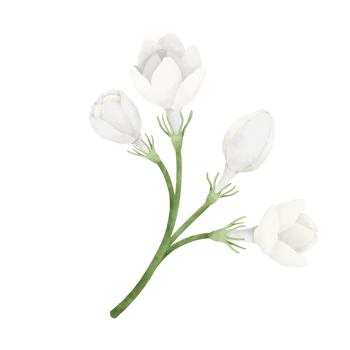 Jasmine flower watercolor illustration. png