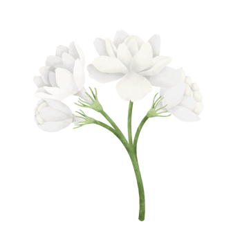 Jasmine flower watercolor illustration. png