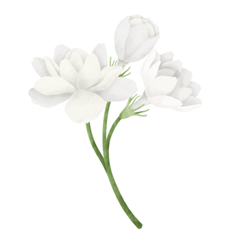 Jasmine flower watercolor illustration. png