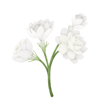 Jasmine flower watercolor illustration. png