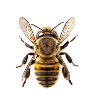Honey bee flat lay view on transparent background, created with png