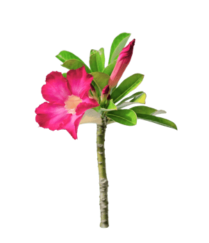 Desert Rose Flower or Adenium Isolated png