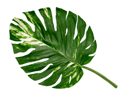 green leaves pattern of Epipremnum aureum foliage isolated. leaf exotic tropical, Devil's ivy, Golden pothos png