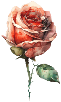 blossom rose watercolor botanical png