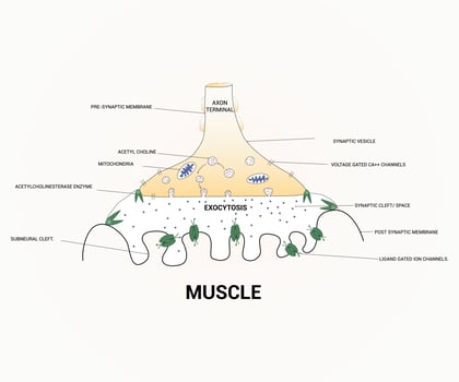 About Diagram Showing Axon Terminal Design Graphic vector