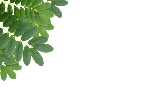green leaf with drops of water isolated with clipping path png