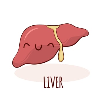 Liver character, cartoon mascot with funny face. Liver human anatomy training card vector