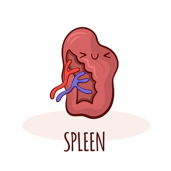 Spleen character, cartoon mascot with funny face. Spleen  human anatomy training card vector