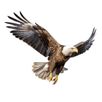 Eagle isolated on transparent background png