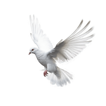 White dove on transparent background png