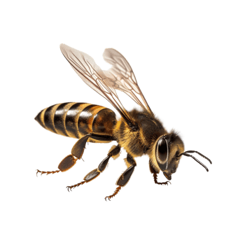 Honey bee on isolated background png