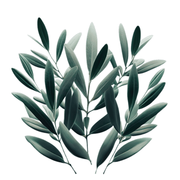 isolated tropical and summer plant png