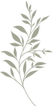 Simple Botanical elements png