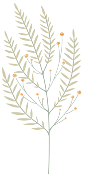 Simple Botanical elements png