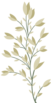 Simple Botanical elements png