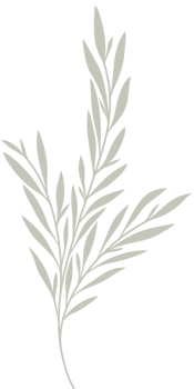 Simple Botanical elements png
