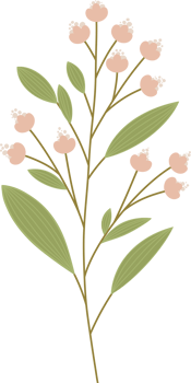 Simple Botanical elements png