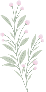 Simple Botanical elements png