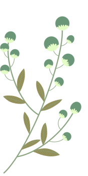 Simple Botanical elements png