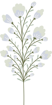Simple Botanical elements png