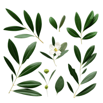 isolated tropical and summer plant png