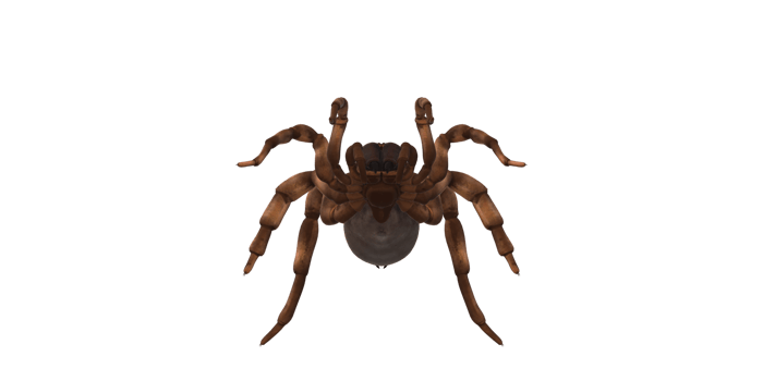 Trapdoor Spider isolated on a Transparent Background png