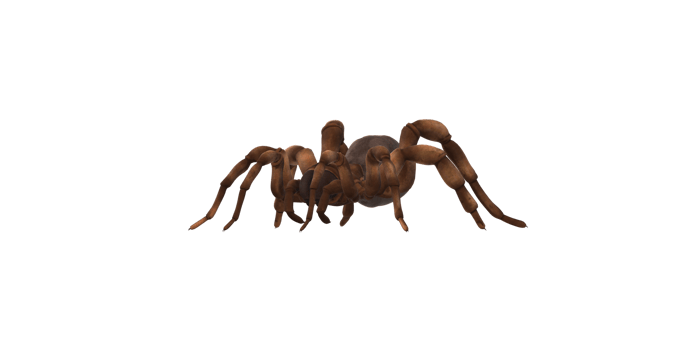 Trapdoor Spider isolated on a Transparent Background png