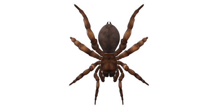 Trapdoor Spider isolated on a Transparent Background png