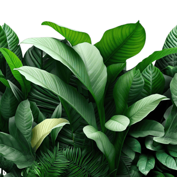 isolated tropical plant and summer tree png
