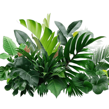 isolated tropical plant and summer tree png