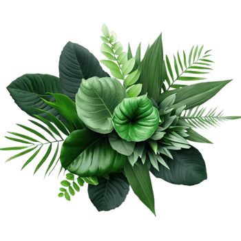 isolated tropical plant and summer tree png