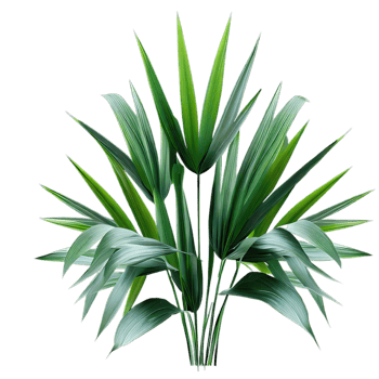 isolated tropical plant and summer tree png